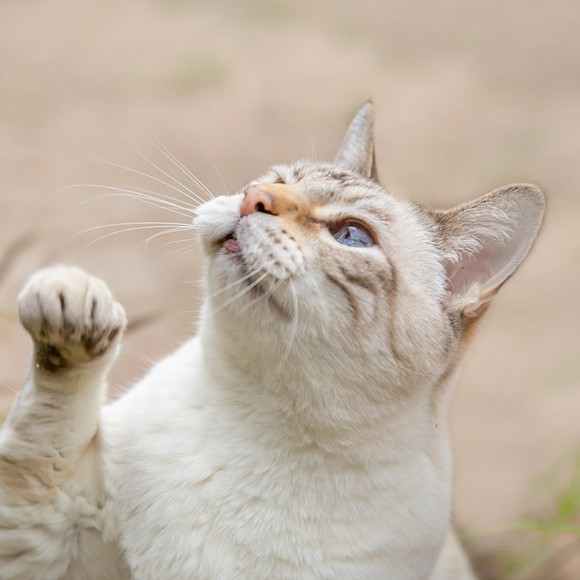 Meet the Posher Other - Meet your Posher, Liz